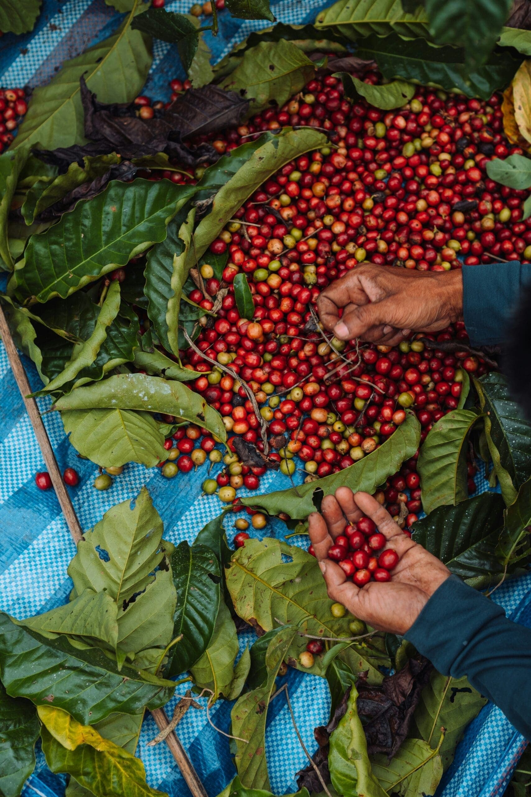 Vietnam tarol a kávépiacon – Exportrekord és világpiaci fölény. Hogy csinálta?